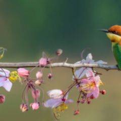 Кухонный фартук Фауна 015 МДФ матовый (3000) Fauna в Югорске - yugorsk.mebel24.online | фото 1