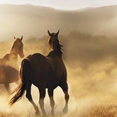 Кухонный фартук Фауна 032 МДФ матовый (3000) Fauna в Югорске - yugorsk.mebel24.online | фото
