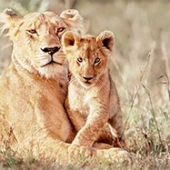 Кухонный фартук Фауна 042 МДФ матовый (3000) Fauna в Югорске - yugorsk.mebel24.online | фото