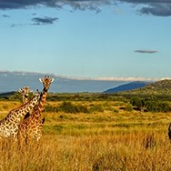 Кухонный фартук Фауна 061 МДФ матовый (3000) Fauna в Югорске - yugorsk.mebel24.online | фото